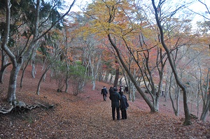 修善寺自然公園紅葉林